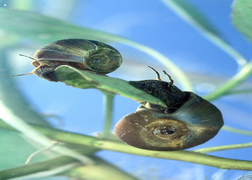 image of Schistosomiasis