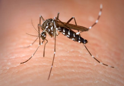 image of Dengue and occupational health risks